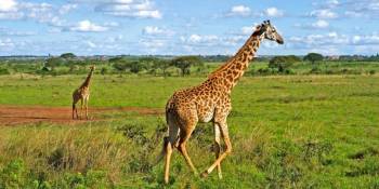 6 Day Kenya Safari Tour