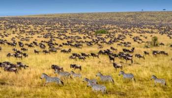 Masai Mara Tour Packages