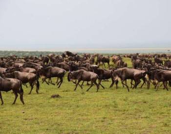 4 Day Masai Mara Fly In Safari From Nairobi