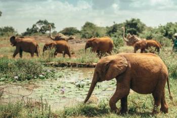 3 Day Fly - Drive Masai Mara Safari From Mombasa