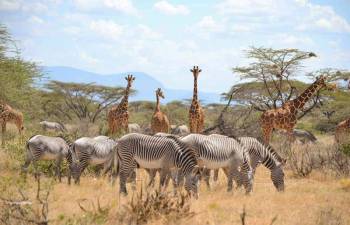 3D Fly In Samburu Safari Packages From Nairobi