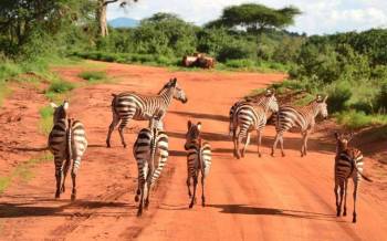 2-Day Tsavo East Group Safari Tour From Diani Beach