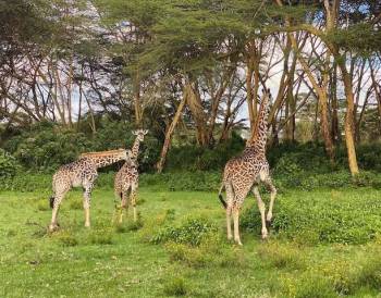 1 Day Nairobi National Park - City Tour