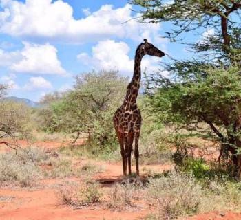 Full Day Africa Safari Excursions From Nairobi