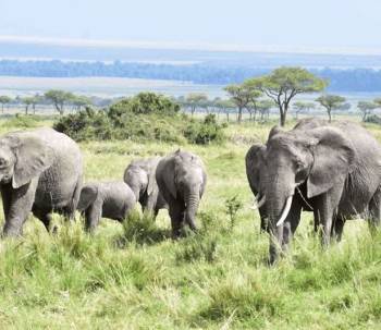 1 Day Safari Day Trips From Nairobi