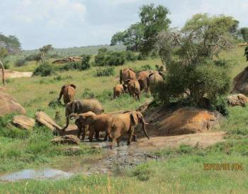 5 Day Amboseli - Tsavo Safari Tour