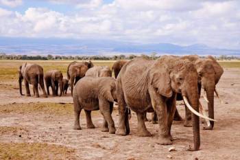 5 Day Masai Mara - Lake Naivasha - Amboseli Safari Tour