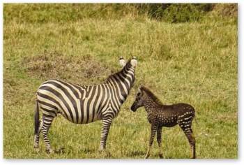 6-Day Best Of Kenya Safari Tour