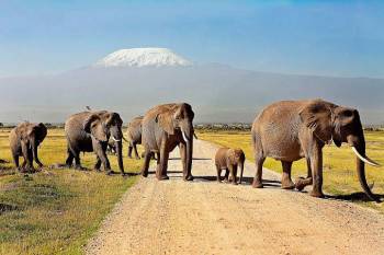 7 Days Of Safari In Kenya - Tanzania Tour From Your Nairobi