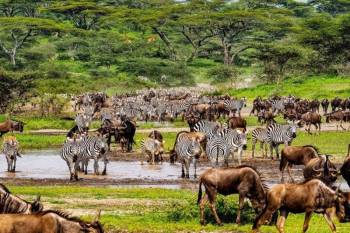 4-Day Best Of Tanzania Fly - Drive Safari Tour