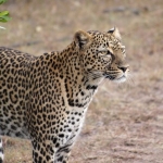 Masai Mara Tour Packages