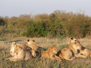 5 Days Masai Mara Tour