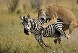 6 Days Nakuru Masai Mara Tour