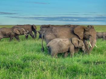 10-Day Southern Circuit of Tanzania Safari