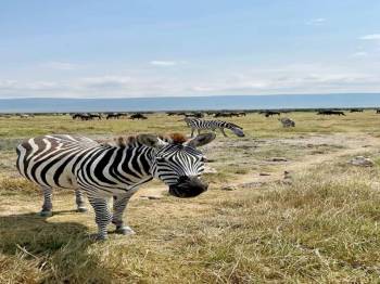 13-Day Safari to Bush and Zanzibar Island