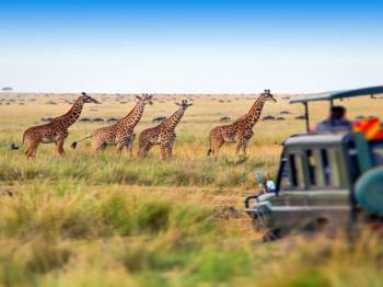 13-Day Safari to Bush and Zanzibar Island