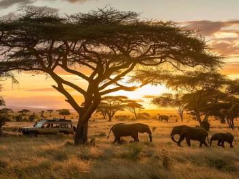 13-Day Safari to Bush and Zanzibar Island