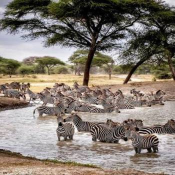 13-Day Safari to Bush and Zanzibar Island