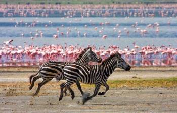 3-Day Fly -in Safari to Manyara, Tarangire & Ngorongoro