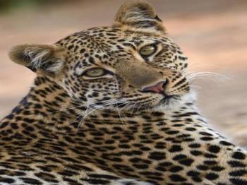 9-Day Tanzanian National Parks & Zanzibar Island Tour