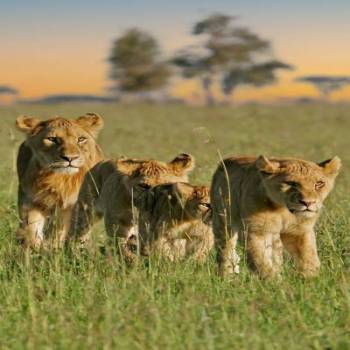 9-Day Serengeti Migration Camp