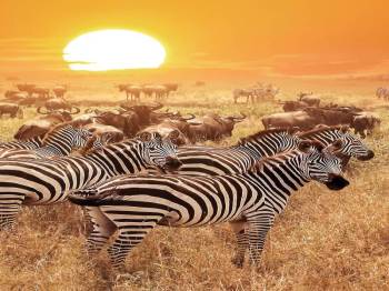 9-Day Serengeti Migration Camp