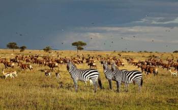 7-Day Tanzania Big Five Safari Adventure