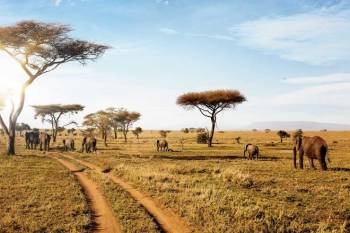 7-Day Luxury Safari to Amazing Four National Park