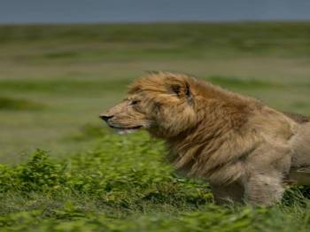 6-Day Tarangire, Serengeti, Ngorongoro Crater Trip