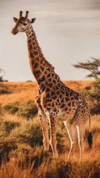 6-Day Serengeti NP & Ngorongoro Crater Adventure