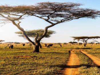 5-Day Luxury Tarangire, Ngorongoro, Serengeti, Manyara