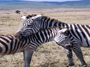 5-Day Fly - in and Fly - out Ndutu Migration