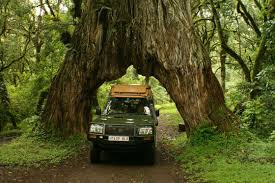 1-Day Trip from Arusha - Arusha National Park