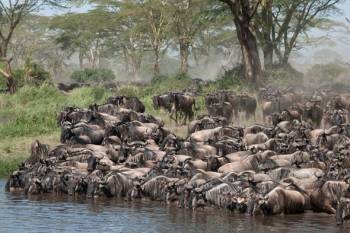 3-Day Fly in from Zanzibar to Ndutu Serengeti