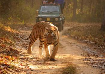 Kanha Tour Packages