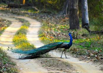 Kanha Tour Packages