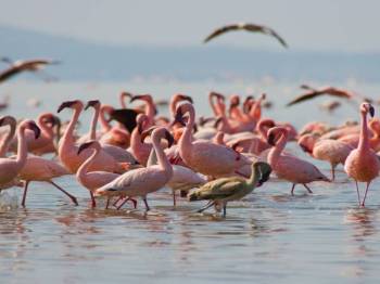 Masai Mara Tour Packages