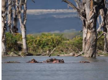 Masai Mara Tour Packages