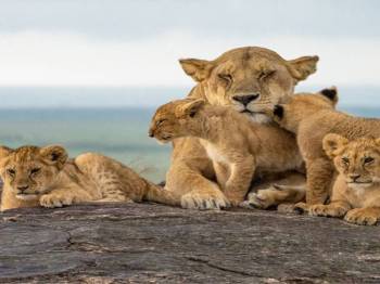 4 Nights 5 Days Maasai Mara Migration Special Offer