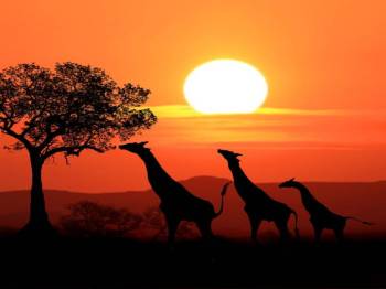 4 Nights 5 Days Maasai Mara Migration Special Offer