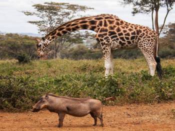 6 Nights 7 Days Kenya Epic Migration Safari Offers