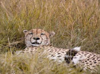 Masai Mara Tour Packages