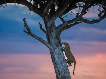 7 Nights 8 Days Magical Kenya Explorer