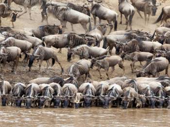 4 Nights 5 Days Maasai Mara Migration Special Offer