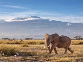 8 Nights 9 Days Kenya Safari & Beach Escape