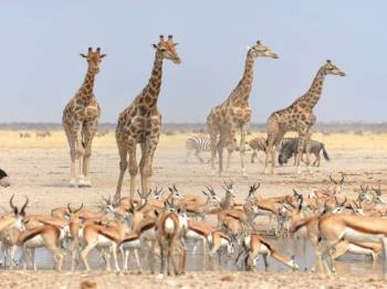 8 Nights 9 Days Kenya Safari & Beach Escape
