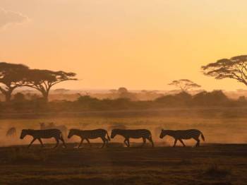 Masai Mara Tour Packages