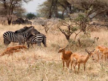 9 Nights 10 Days Kenya Highlights