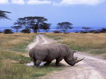 Masai Mara Tour Packages