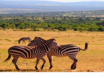 9 Nights 10 Days Kenya Highlights